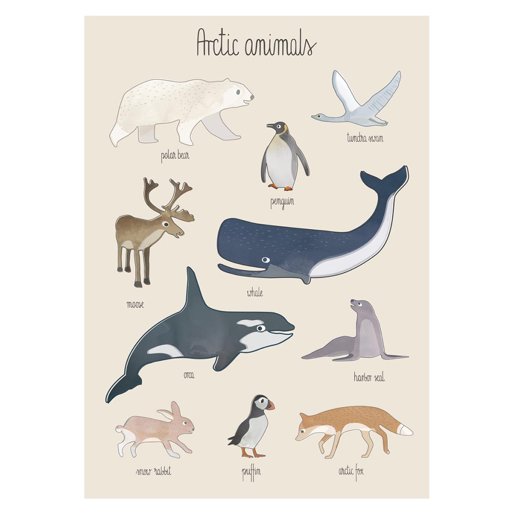 arctique animaux