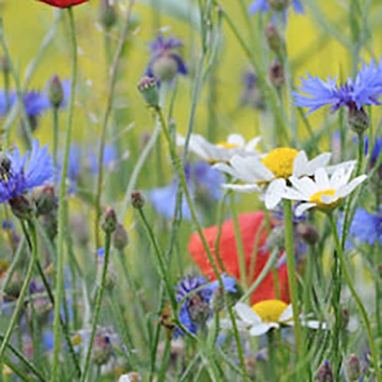 crea-bisontine_carte-a-planter-fleurs