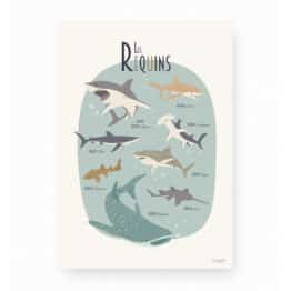 Affiche A2 - Requins