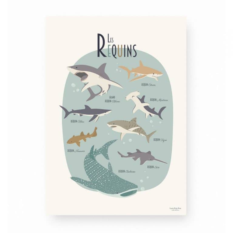 lutin-petit-pois_affiche-les-requins