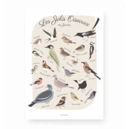 affiche les jolis oiseaux du jardin Lutin petit pois