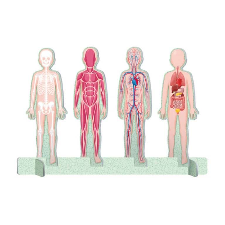 sassi_coffret-méga-atlas-corps-humain2