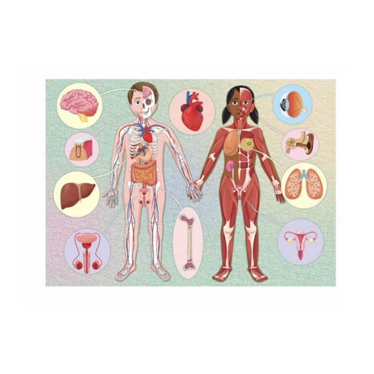 sassi_coffret-méga-atlas-corps-humain4