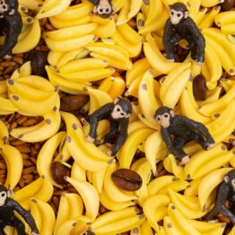 une bouteille sensorielle singe, ambiance