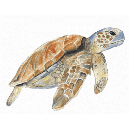 une affiche A4 tortue Les Aquarelles de Marlène, vue de face sur fond blanc