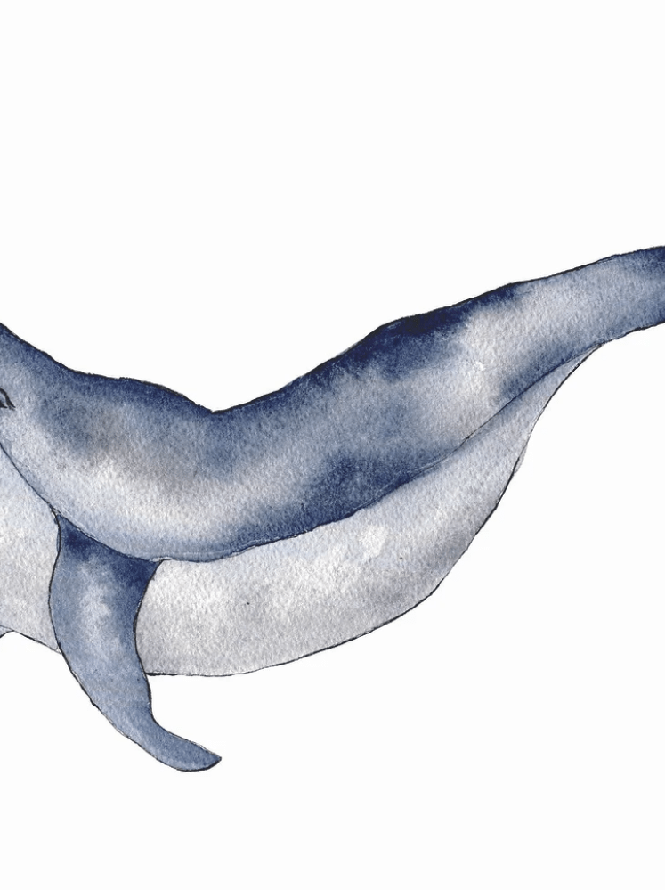 une affiche A4 baleine Les Aquarelle de Marlène, vue de face sur fond blanc
