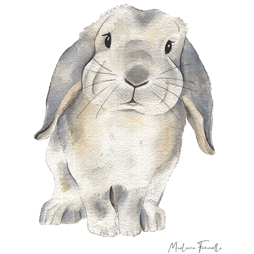 une affiche A4 lapin bélier Les Aquarelles De Marlène, vue de face sur fon blanc